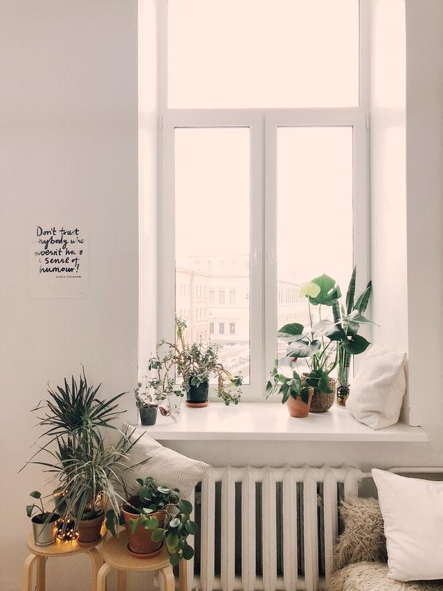 観葉植物