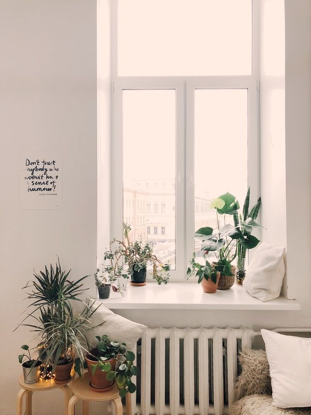 観葉植物