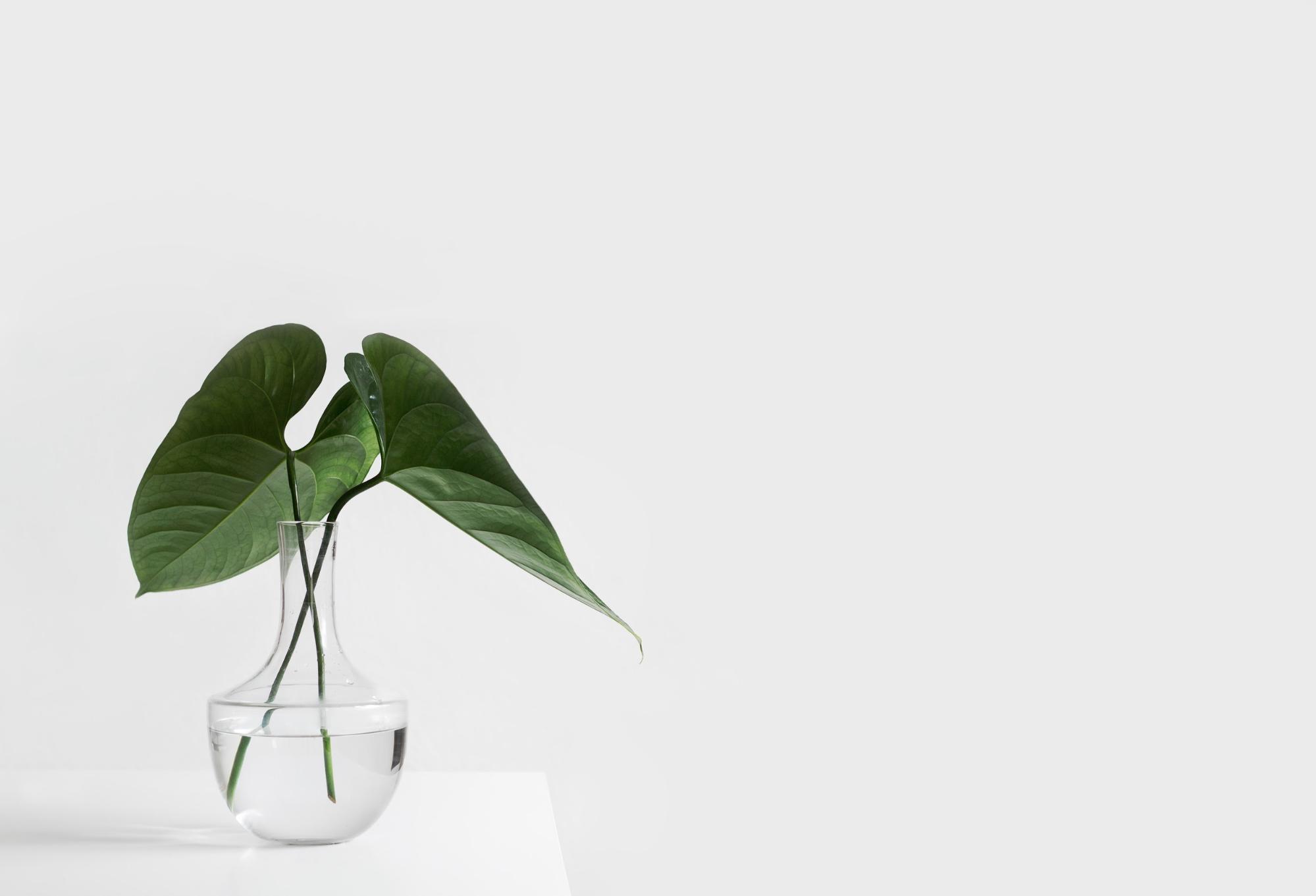植物
