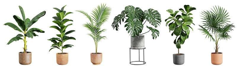 大きい観葉植物の選び方
