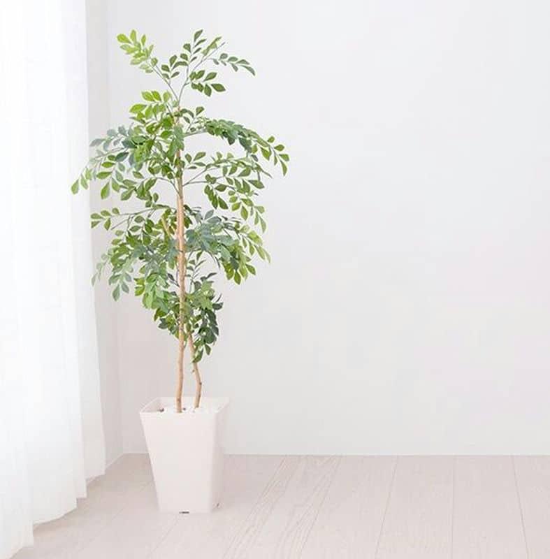 環境や置き場所が合う観葉植物の選ぶ方