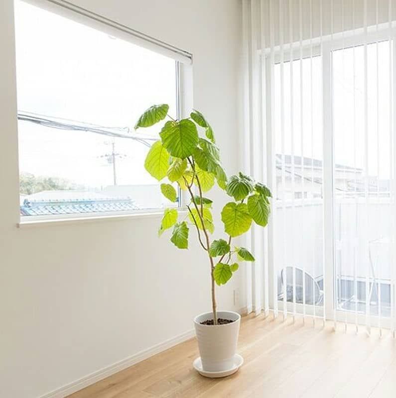 剪定にも強く育てやすい観葉植物フィカス・ウランベラータ