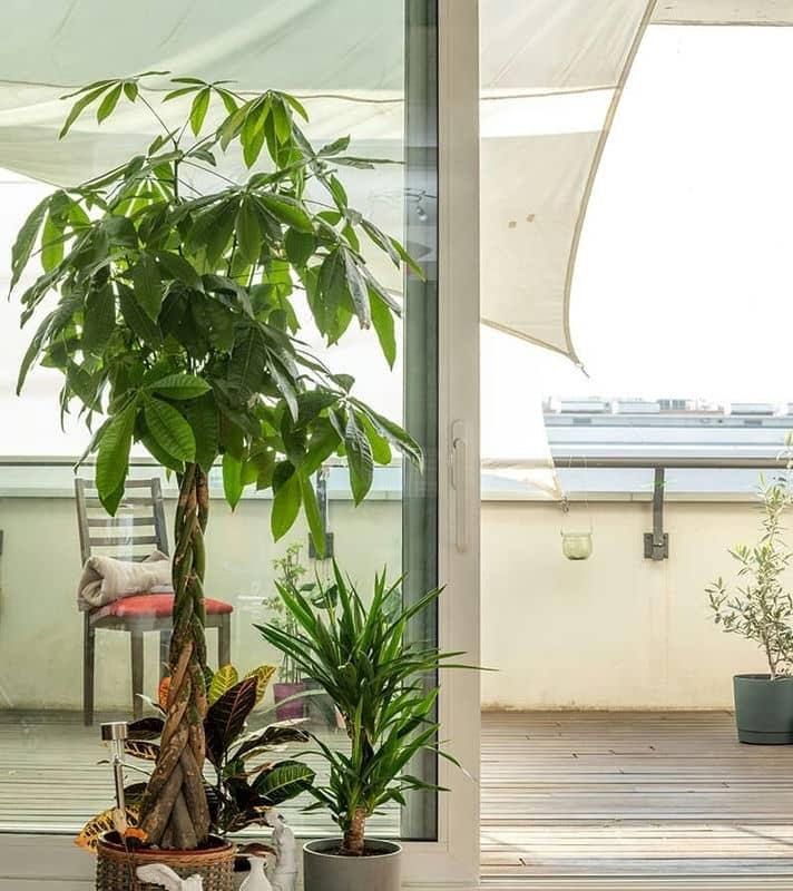 インテリアに合い超初心者でも育てやすい観葉植物パキラ