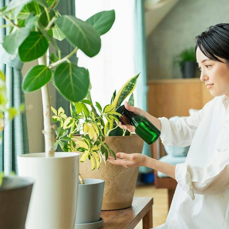 大型の観葉植物の育て方を置き場所や水やり肥料のあげ方までポイント