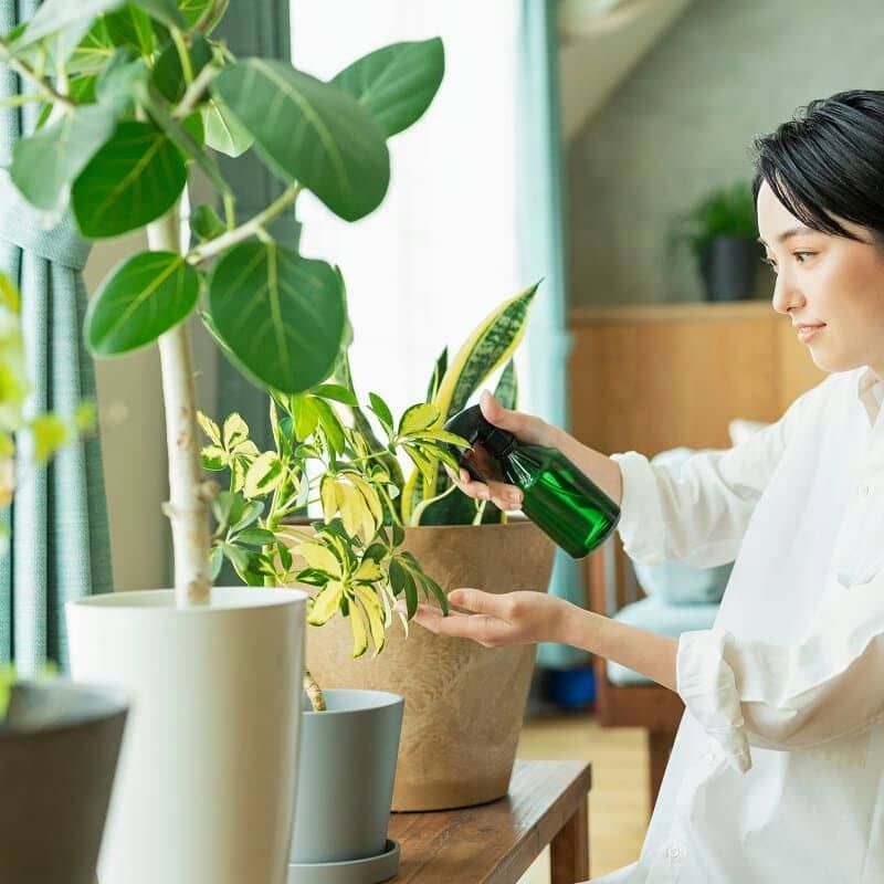 大型の観葉植物の育て方を置き場所や水やり肥料のあげ方までポイント