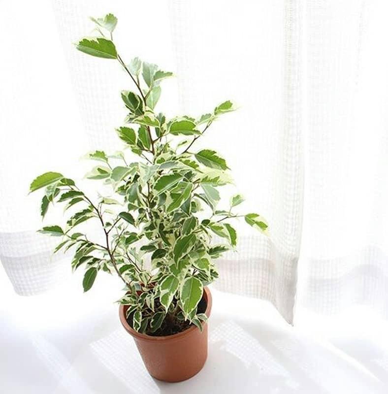 インテリアに最適大型で個性的な雰囲気の観葉植物