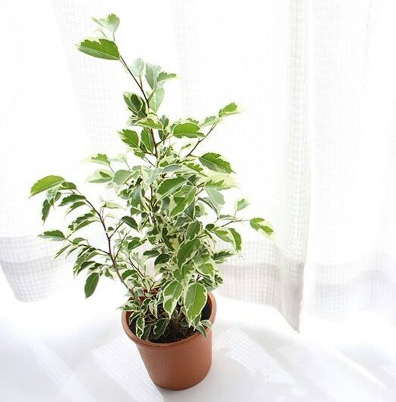 インテリアに最適大型で個性的な雰囲気の観葉植物