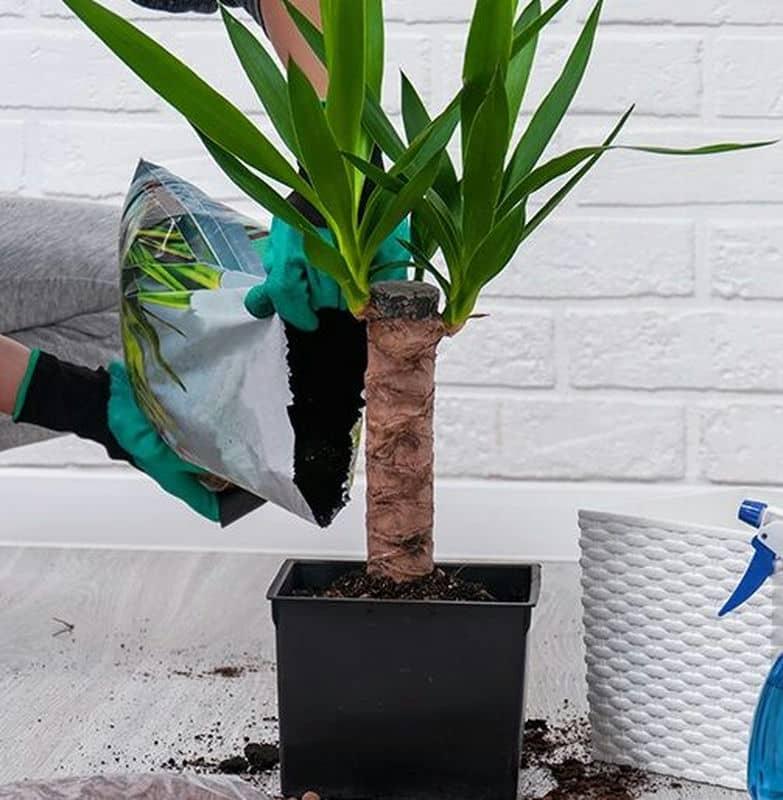 初心者は観葉植物用の土がおすすめ