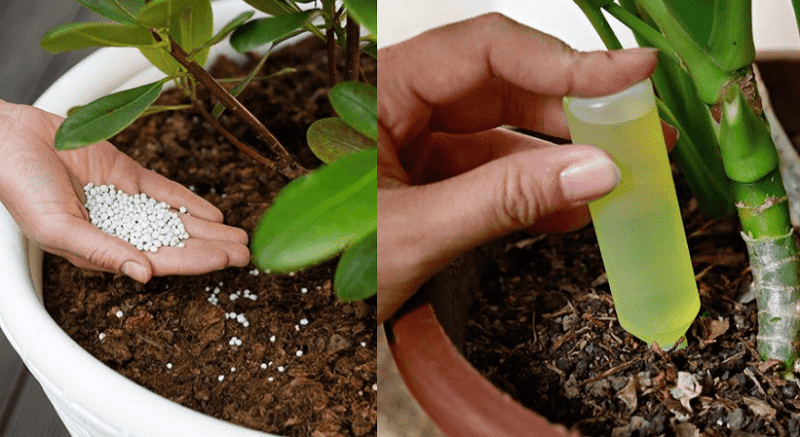枯れにくい大型観葉植物管理の肥料