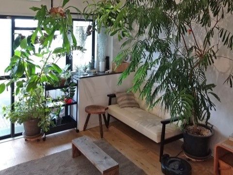 部屋を簡単に仕切る方法 観葉植物