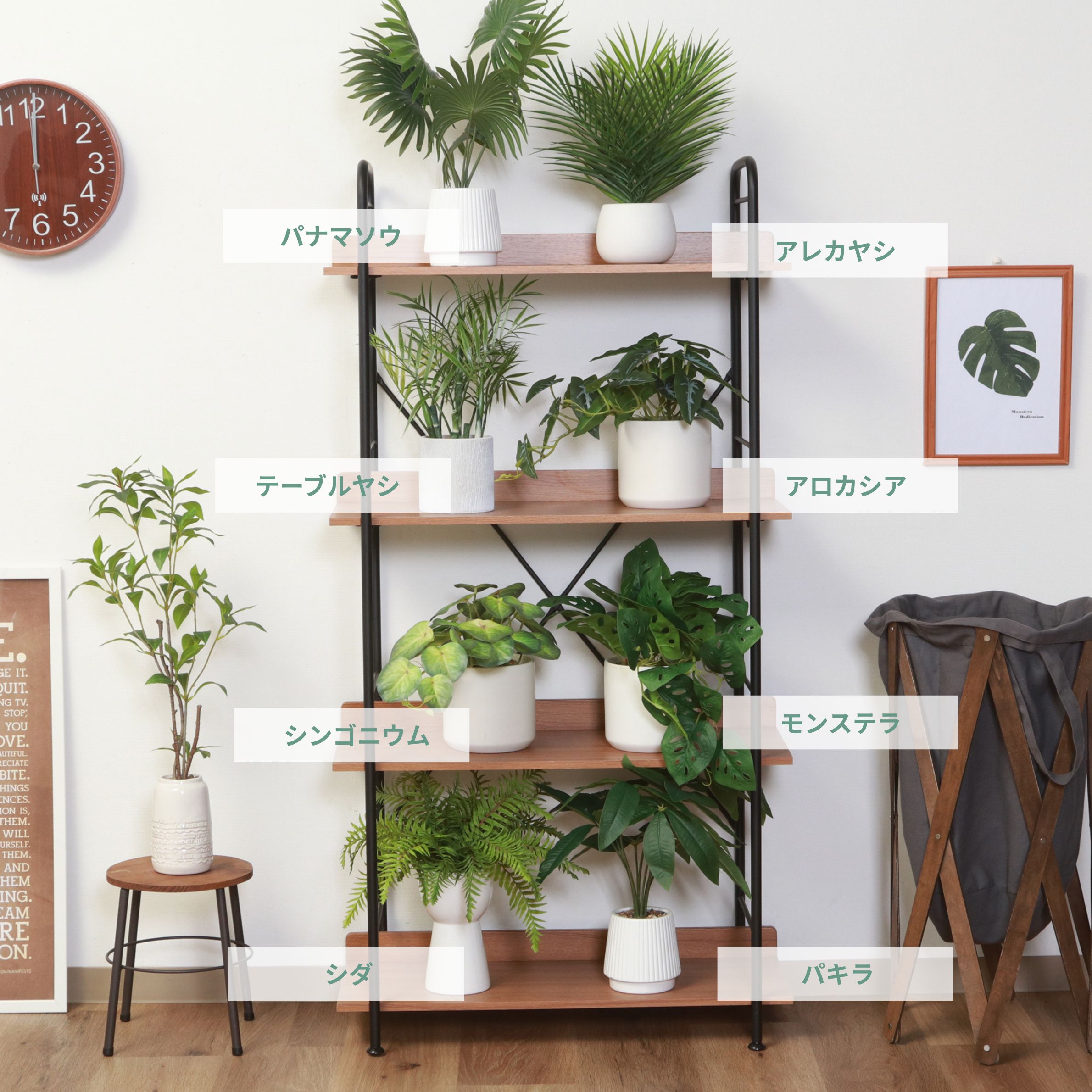室内におしゃれに飾れる小型の観葉植物 パナマソウ アレカヤシ テーブルヤシ アロカシア シンゴニウム モンステラ シダ パキラ