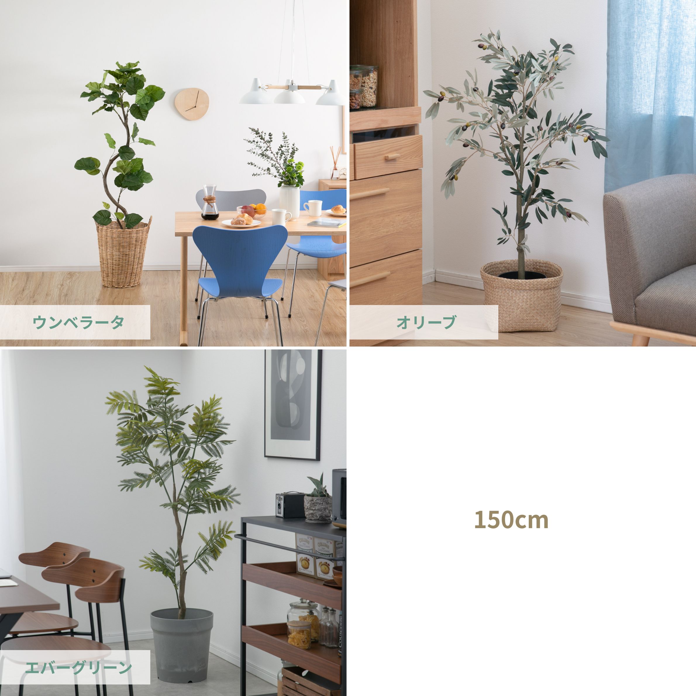 インテリアにおすすめのおしゃれな観葉植物150cm ウランベータ、オリーブ、エバーグリーン
