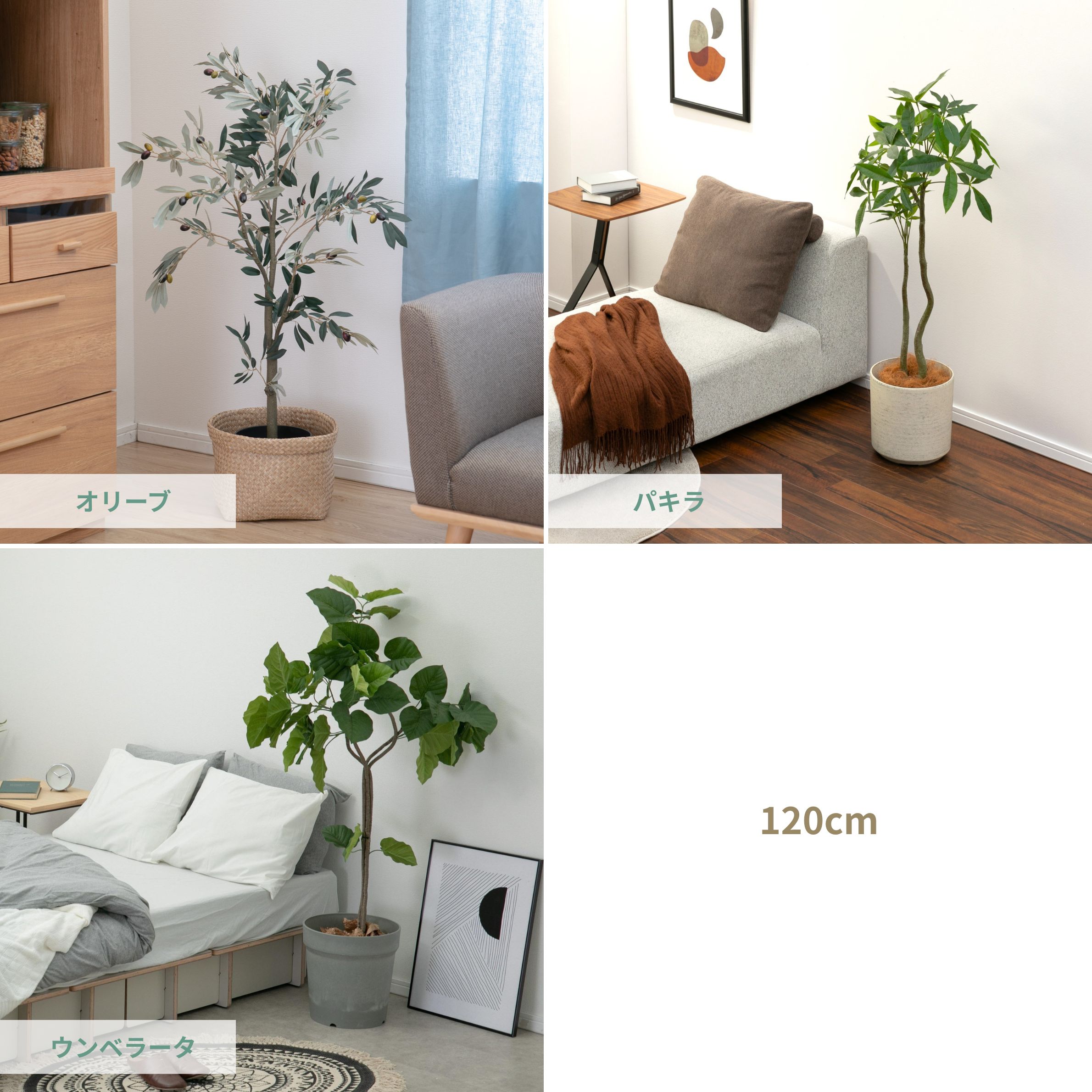 室内インテリアになる観葉植物　おしゃれでおすすめの大型サイズ（120cm〜180cm）リビングや寝室の置き方 オリーブ パキラ ウンベラータ