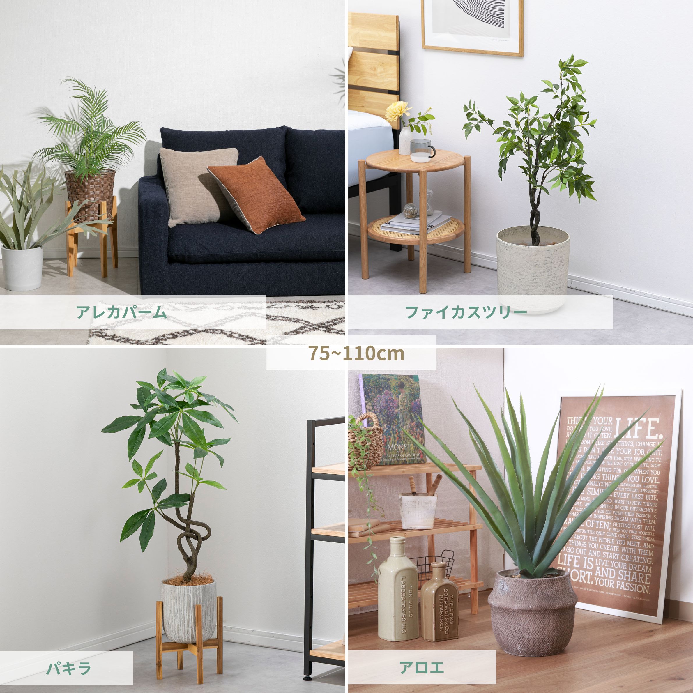 おしゃれな置き方が楽しめる中型サイズの観葉植物 アレカパーム ファイカスツリー パキラ アロエ