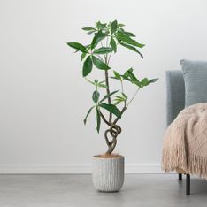 ウンベラータ スパイラル150cm(フェイクグリーン) W60×H150xφ20cm