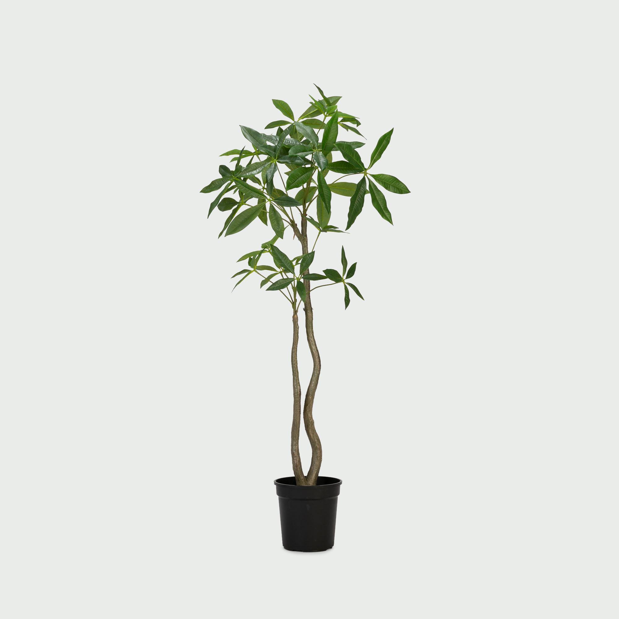 パキラ スリムタイプ 120cm フェイクグリーン セメント鉢付き 楽天市場】【5%OFFクーポン！お買い物マラソン】パキラ