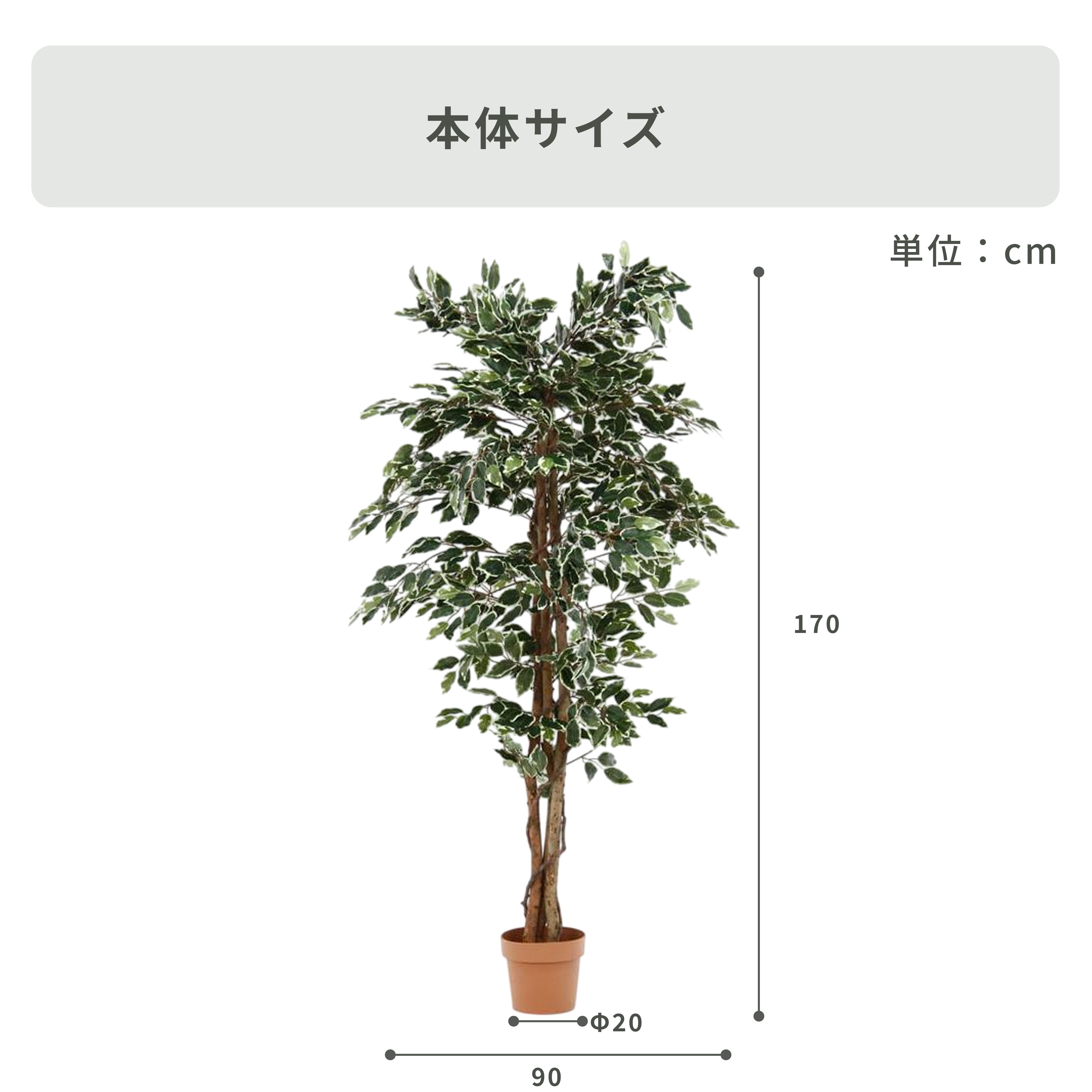 フェイクグリーン フィカス 高さ170cm｜【公式】CLAS（クラス）家具