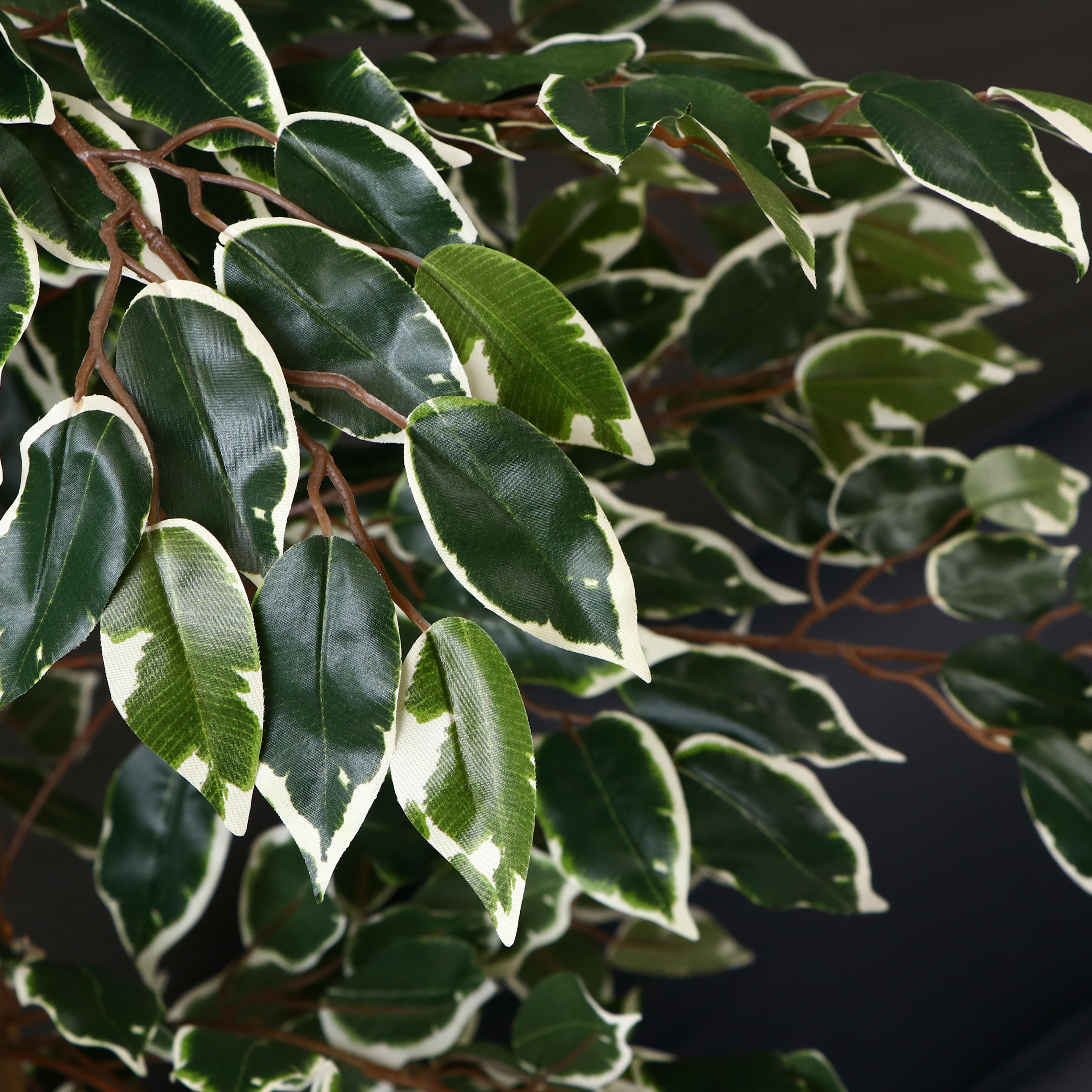 フェイクグリーン フィカス 幅90×奥行90×高さ170cmのレンタル