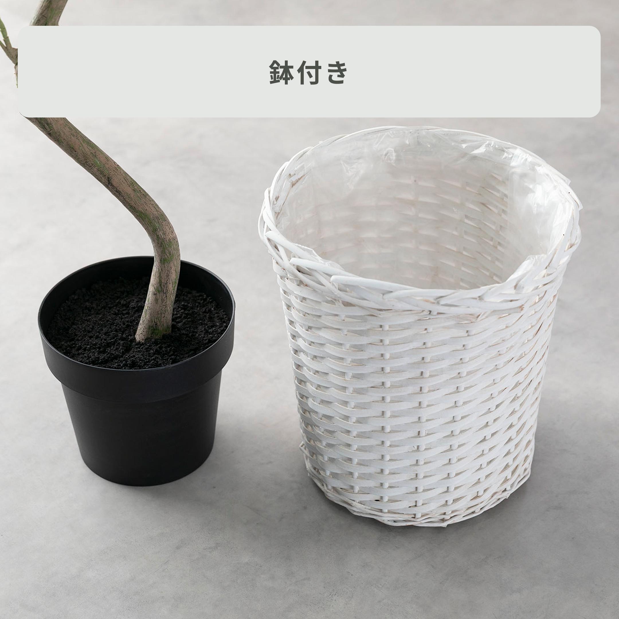 アーティフィシャルグリーン ウンベラータ 高さ185cmのレンタル