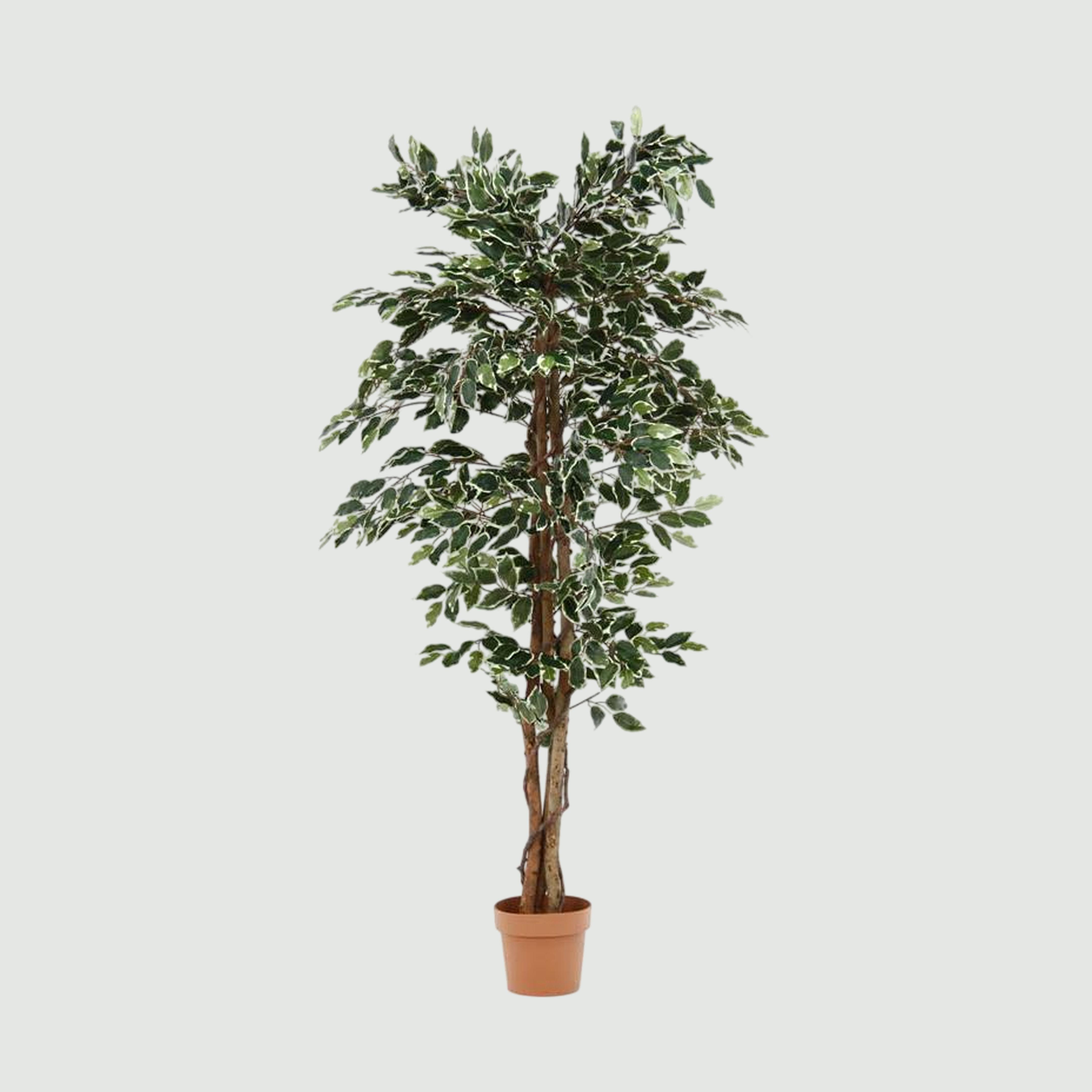 フェイクグリーン フィカス 幅90×奥行90×高さ170cmのレンタル