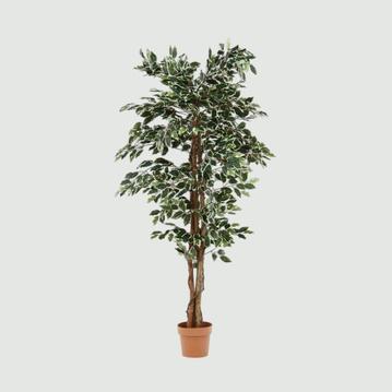 フェイクグリーン フィカス 